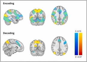 "Composite image of a human brain shown from six angles, highlighting regions of neural activity during encoding and decoding phases of working memory." (From &ldquo;Brain activity during working memory in patients with autoimmune Addison's disease,&rdquo; by A. van&rsquo;t Westeinde et al., 2024, Psychoneuroendocrinology, 170, Article 107195, https://doi.org/10.1016/j.psyneuen.2024.107195. CC BY 4.0)